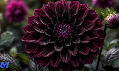 Black Dahlia Flower