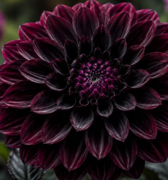 Black Dahlia Flower