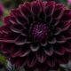 Black Dahlia Flower